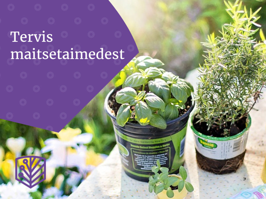 Apteek aknalaual – tutvuge tervislike ravimtaimede kasvatamise võimalustega oma kodus.