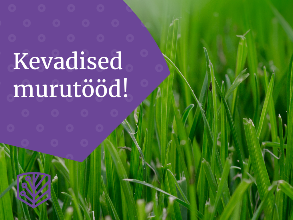 Ideaalse muru saavutamise nipid – saage nõuandeid, kuidas luua oma aias täiuslik muruplats.