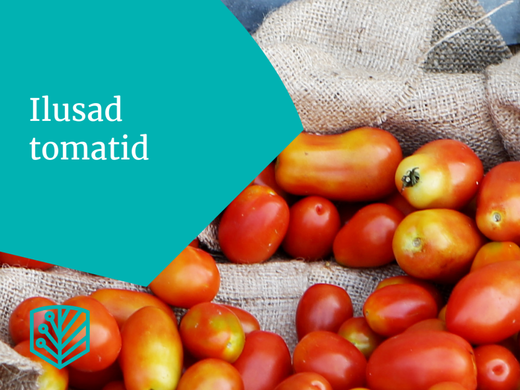 Ilusad ja tugevad tomatitaimed – avastage, kuidas tagada suure saagi saamiseks tervislikud ja tugevad taimed.