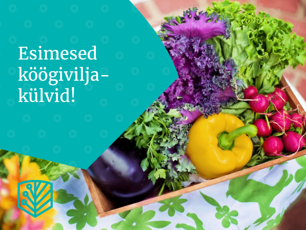 Kevadine köögiviljakülv – saage näpunäiteid ja juhiseid, kuidas alustada köögiviljade kasvatamist oma aias.