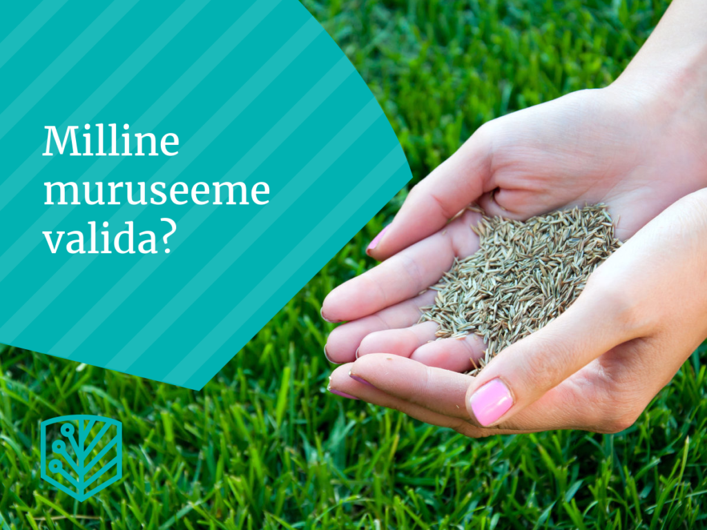Kuidas valida õige muruseeme? Uurige, millised sammud aitavad teil luua ilusa ja vastupidava muruplatsi.