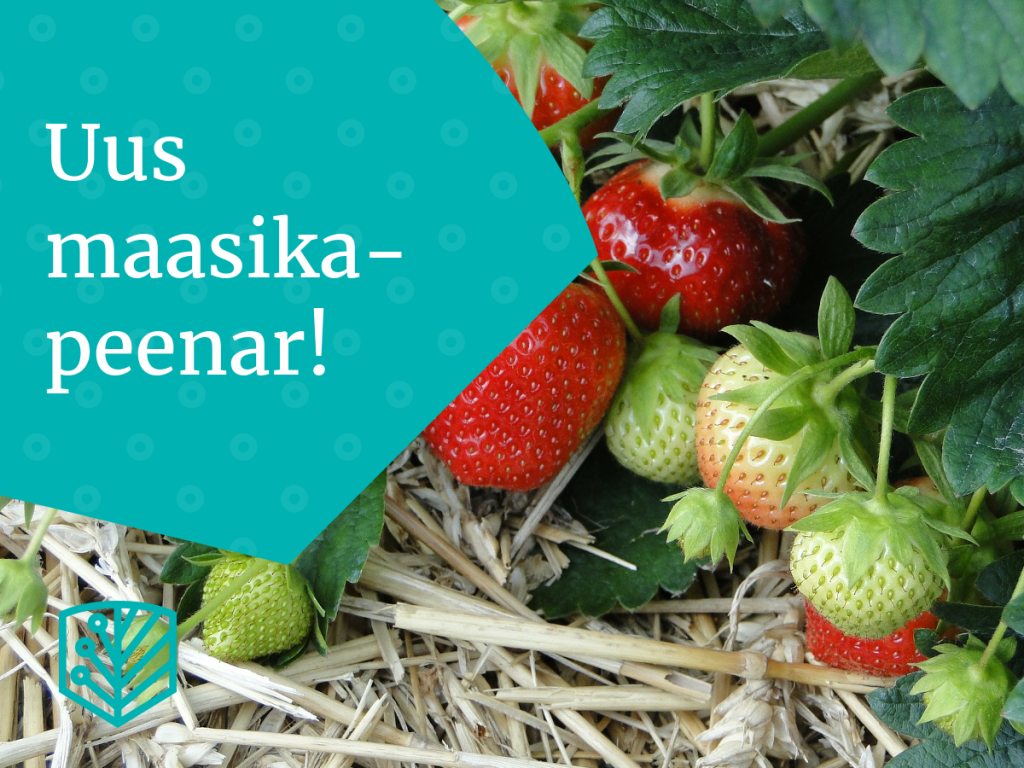 Maasikapeenra rajamise ABC – õppige, kuidas luua maasikapeenar ja nautida maitsvaid maasikaid oma aiast.