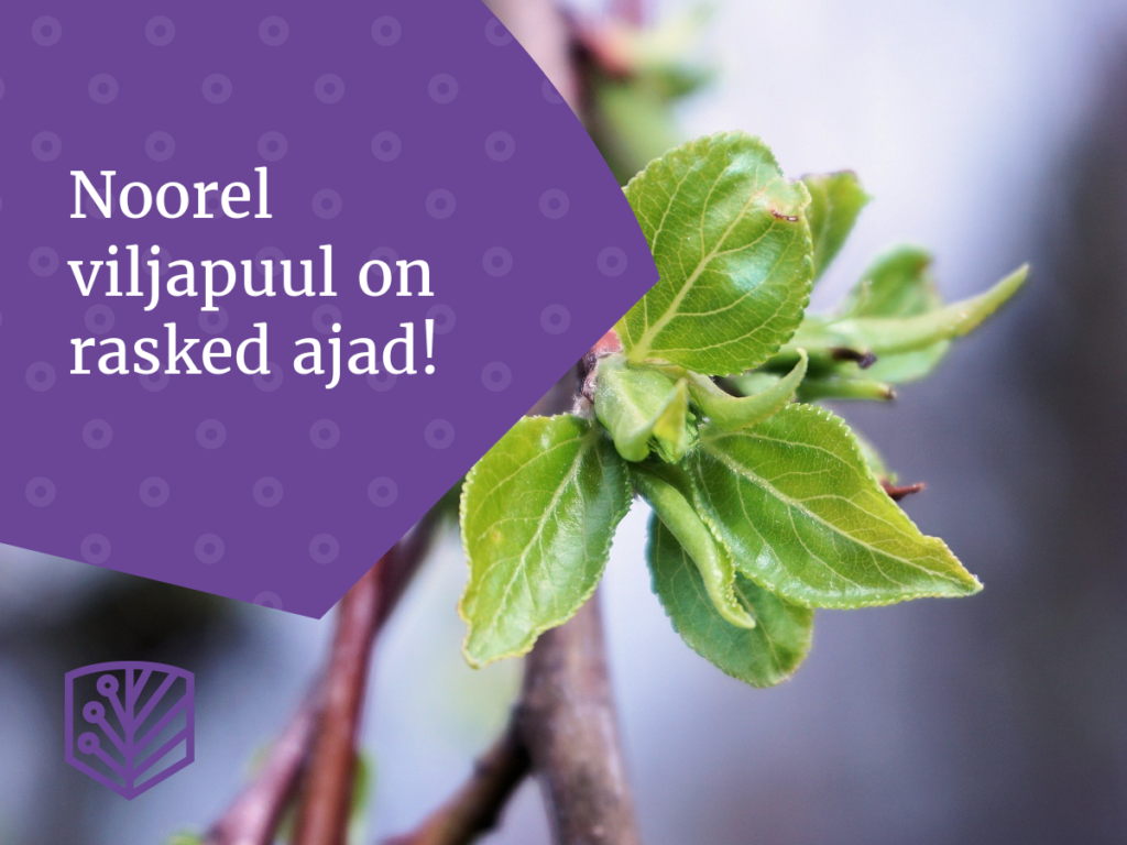 Noor viljapuu vajab kaitset ja hoolt – õppige, kuidas tagada noorte viljapuude edukas kasv ja tervis.