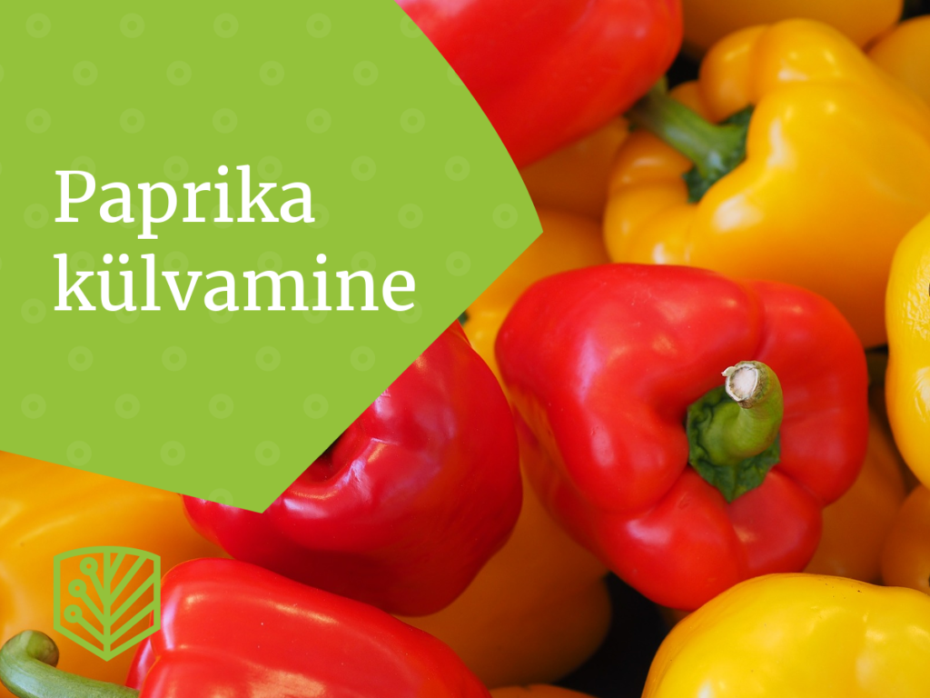 Paprikaseeme ootab külvamist! Saage juhiseid, kuidas alustada paprikate kasvatamist oma aias.