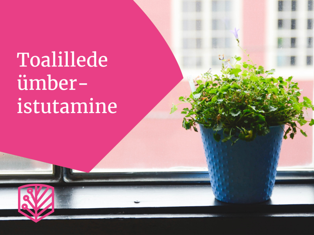 Toalill ootab ümberistutamist – saage teada, millal ja kuidas oma toalilli ümber istutada.