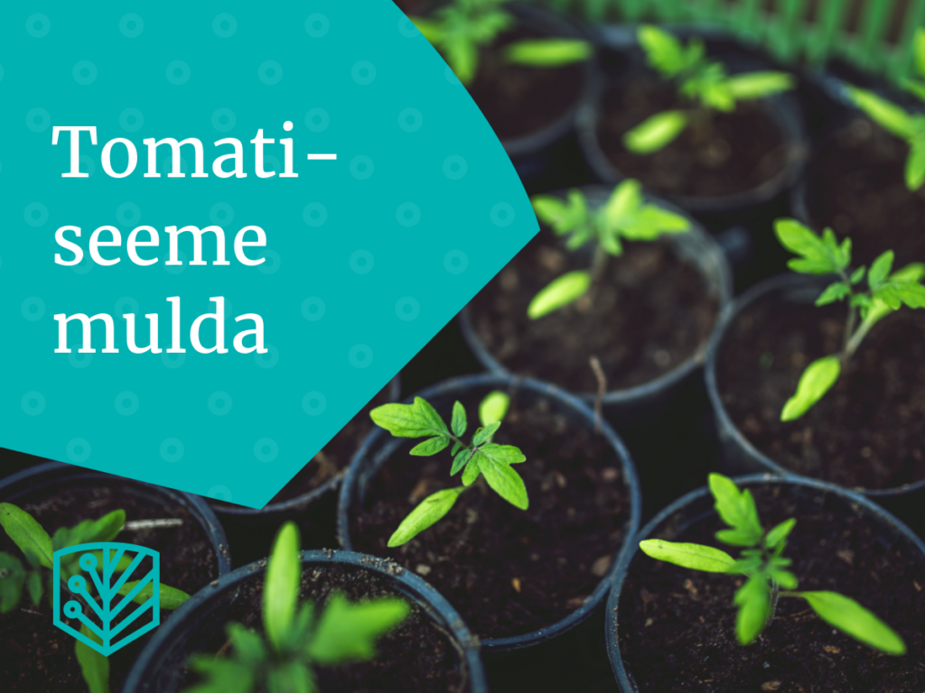 Tomatiseeme ootab külvamist! Tutvuge juhistega, kuidas kasvatada maitsvaid tomateid oma aias.