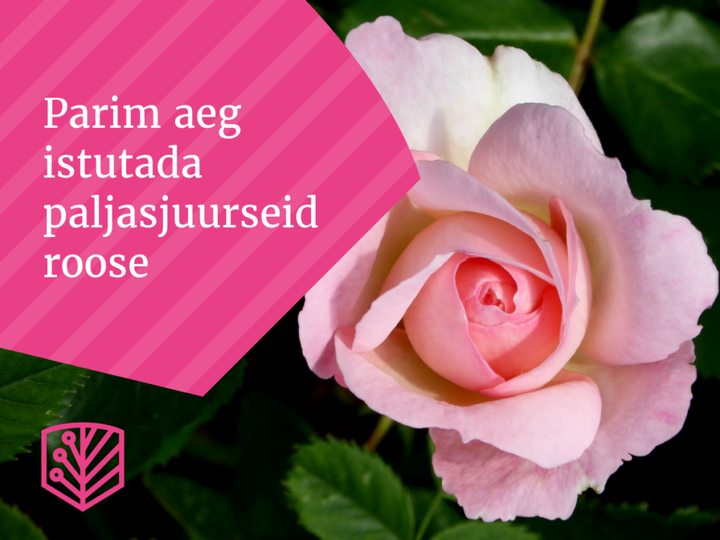 Sobiv aeg paljasjuursete rooside istutamiseks – saage juhiseid, millal ja kuidas roose istutada.