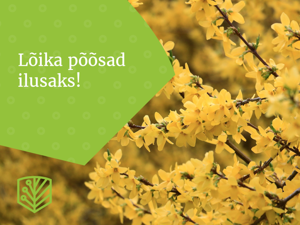 Lõika põõsad ilusaks! Tutvuge põõsaste lõikamise näpunäidetega ja hoidke oma aed korras.