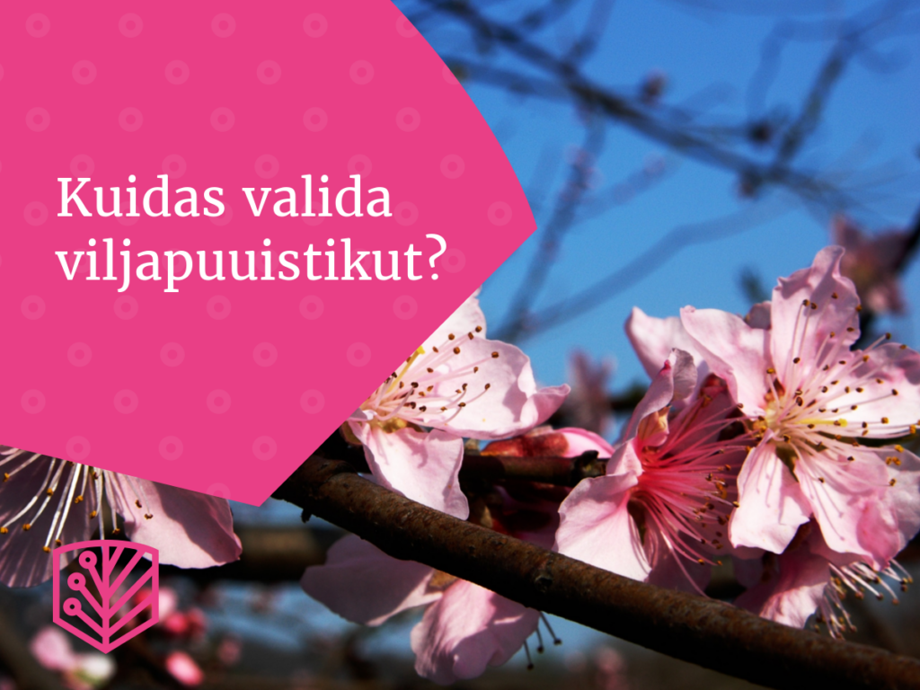 Parima viljapuuistiku otsingul – leidke sobivad viljapuud oma aeda istutamiseks.
