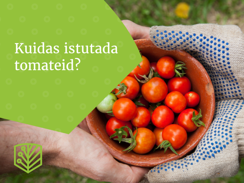 Kuidas istutada tomateid? Õppige, kuidas valmistada ette ja istutada tomatisetteid, et saada suurepärane saak.