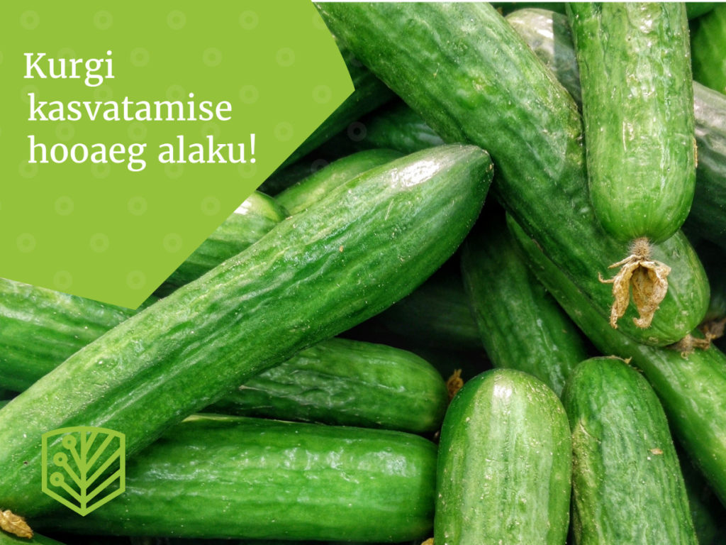 Kurgi kasvatamise hooaeg alaku! Õppige, kuidas kasvatada maitsvaid kurke oma aias.
