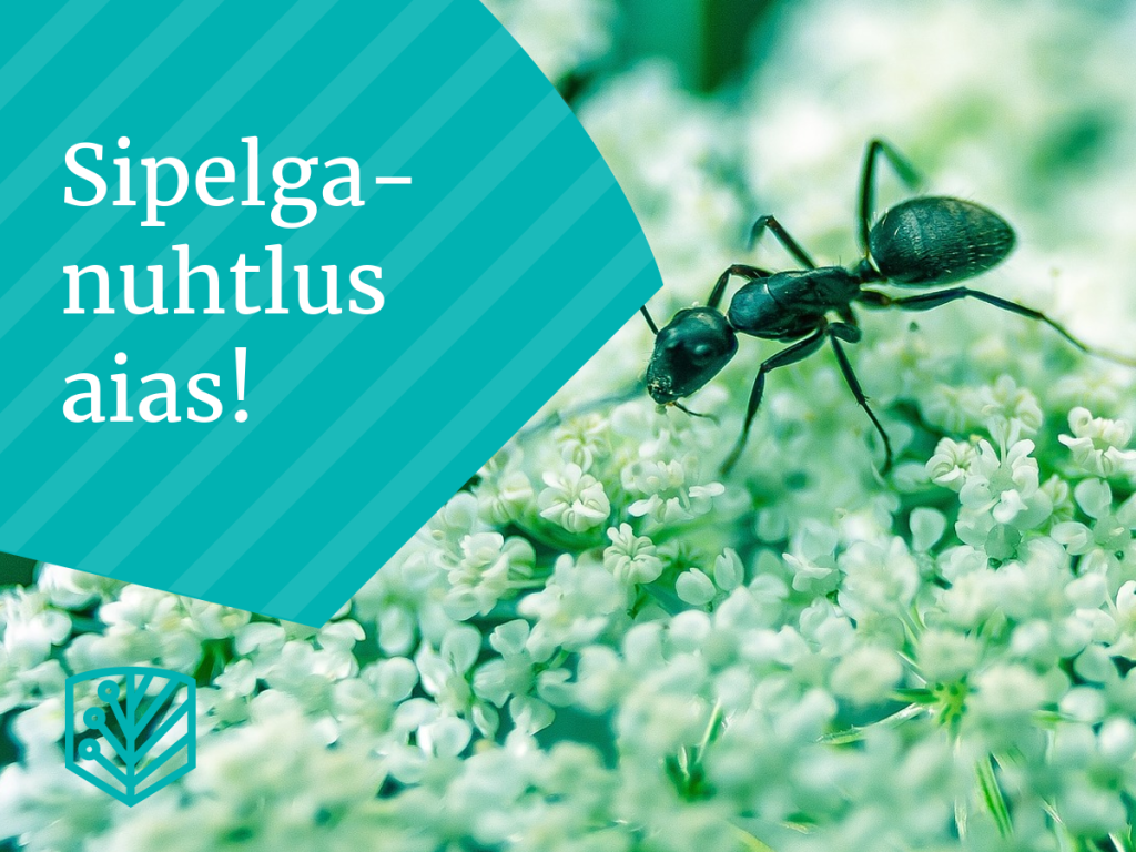 Sipelgad aias – õppige, kuidas hoida sipelgate populatsiooni kontrolli all ja kaitsta oma taimi.