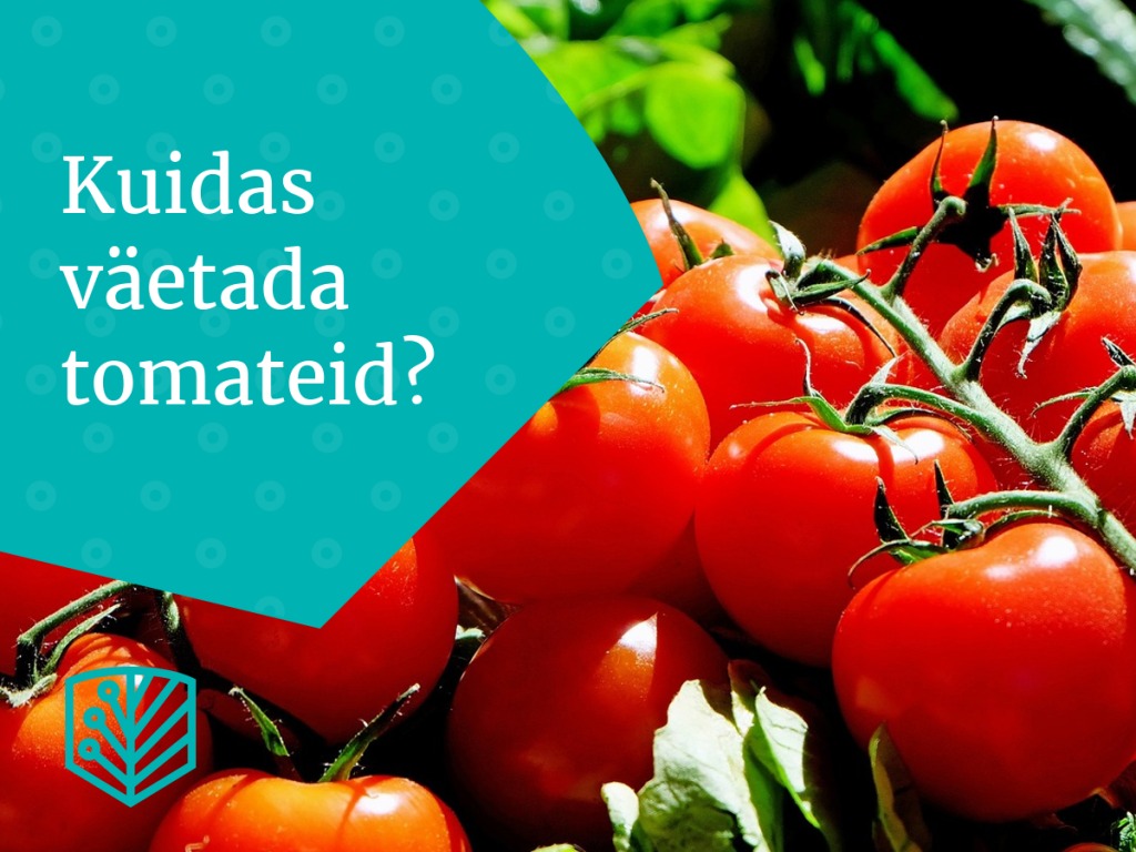 Tomatite väetamise ABC – õppige, kuidas tagada oma tomatitaimedele õige toitainete tasakaal.