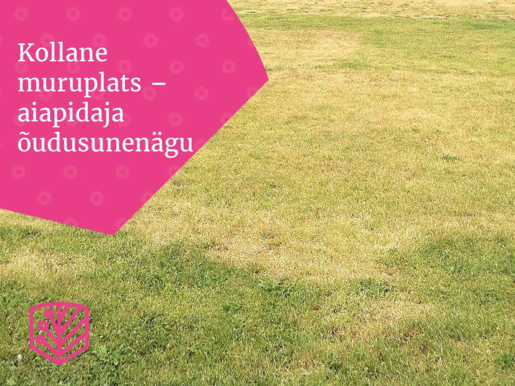 Kollane muruplats - aiapidaja õudusunenägu? - Uurige, kuidas kollane muru probleemi lahendada ja taastada roheline muru.