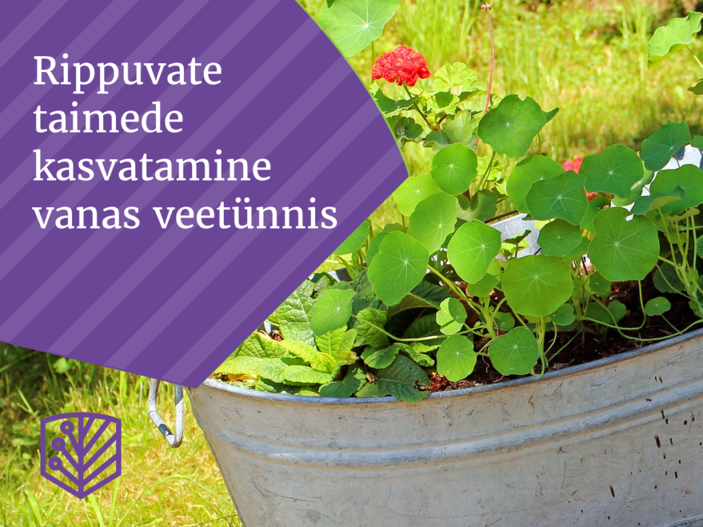 Lekkiva veetünni teine elu – kuidas saate oma vana veetünni uuesti kasutusele võtta ja aiapidamist hõlbustada.