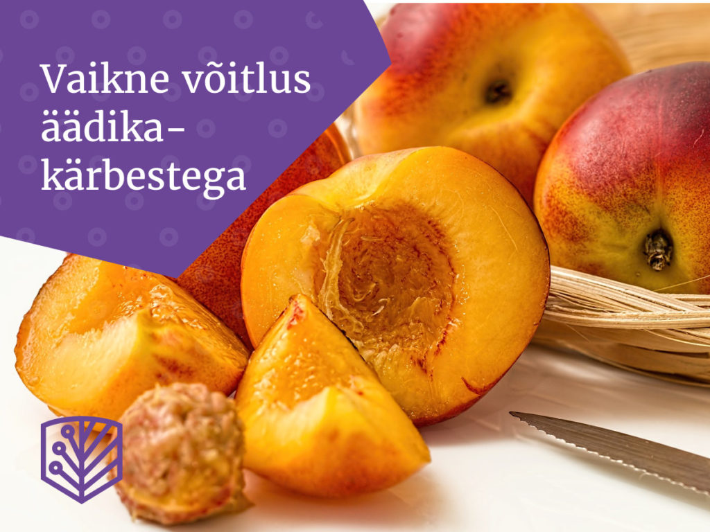 Vaikne võitlus äädikakärbestega – õppige, kuidas tõrjuda seda tüütut kahjurit oma aias.