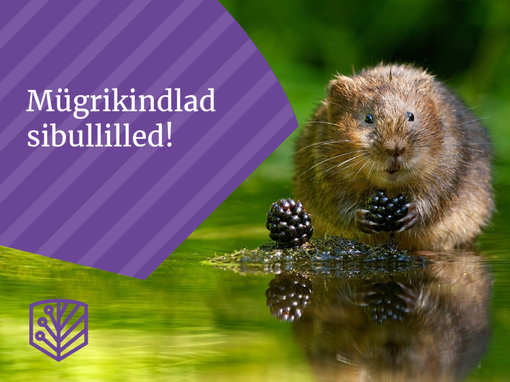 Kuidas päästa sibullilled mügride käest? Õppige meetodeid, kuidas kaitsta oma lilli ja tagada nende edukas kasvamine.