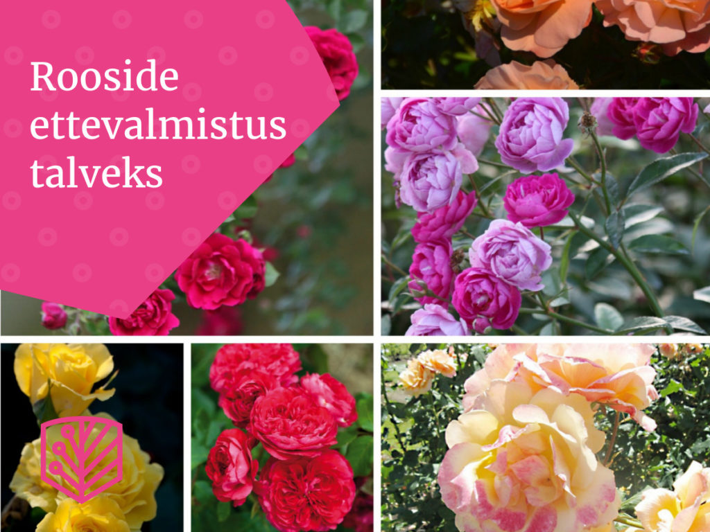 Talve eel vajavad roosid ettevalmistust – saage näpunäiteid, kuidas kaitsta oma roose külma eest ja tagada nende heaolu.