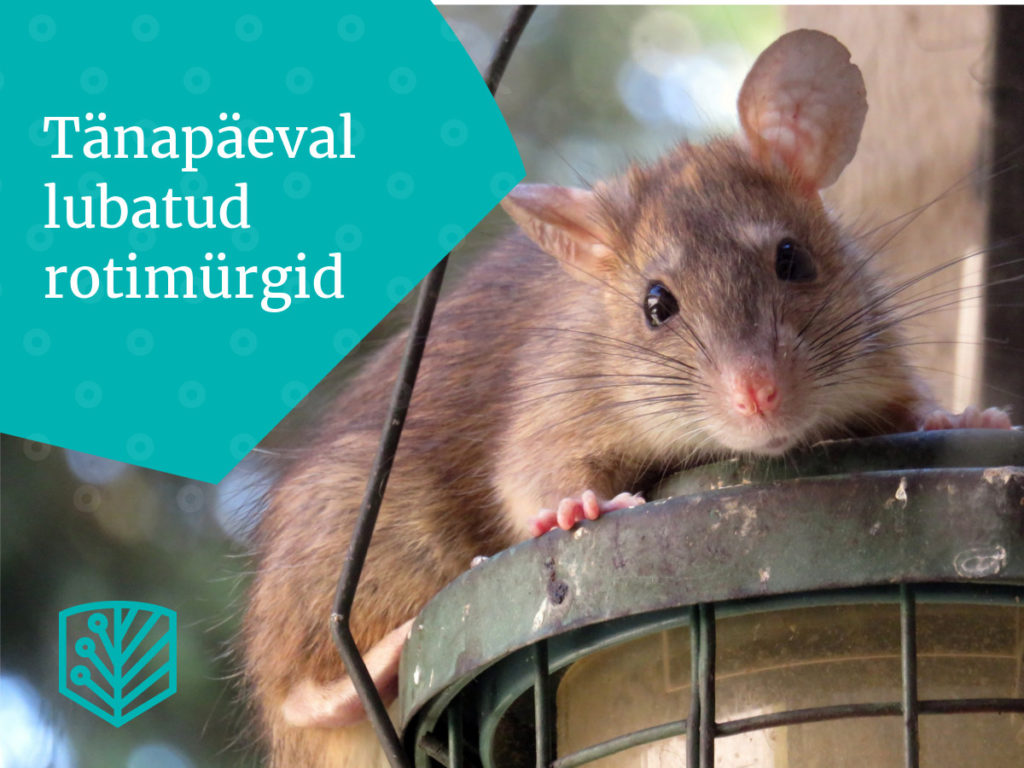 Tänapäeval lubatud rotimürgid – saage teada ohututest ja tõhusatest meetoditest, kuidas võidelda närilistega.