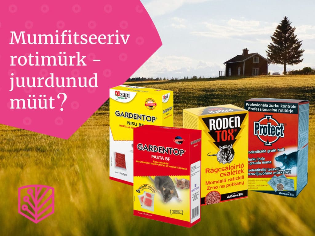 Mumifitseeriv rotimürk – linnalegend või vettpidav tõde? Saage teada tõhusatest meetoditest, kuidas võidelda närilistega.
