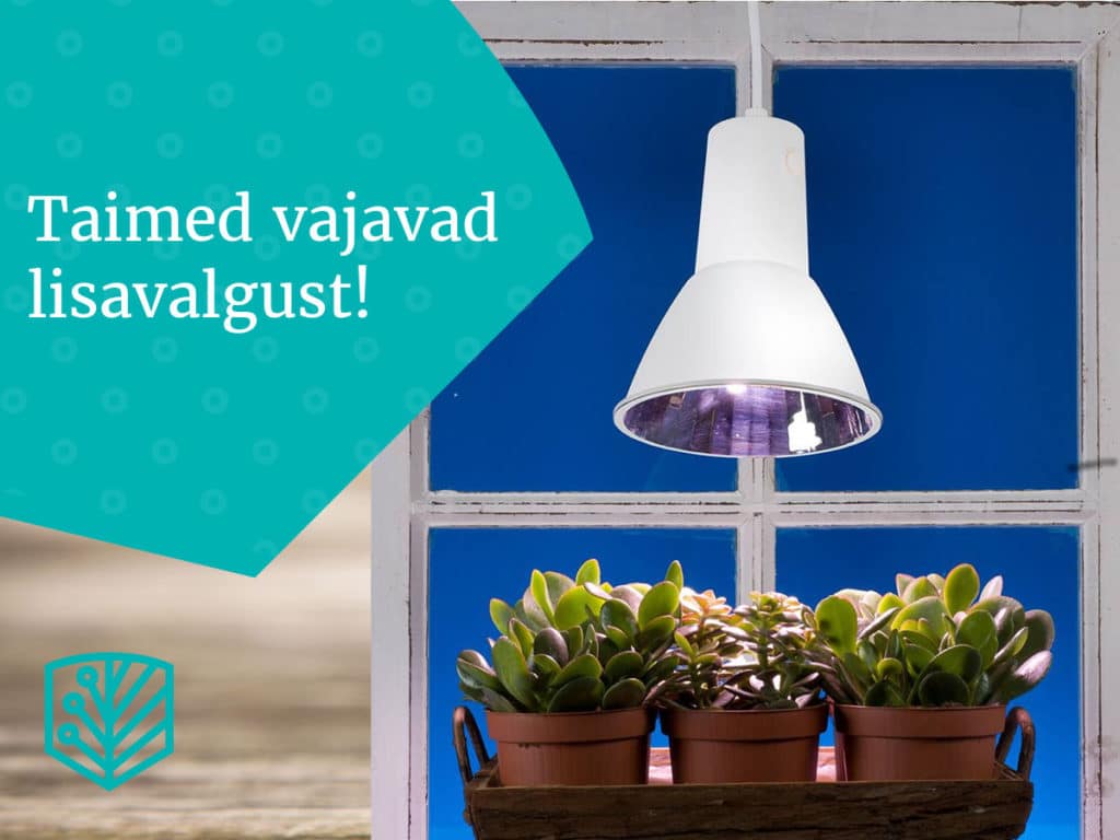 Toataimed vajavad lisavalgust – saage näpunäiteid, kuidas tagada oma toataimede õige valgustus ja kasv.