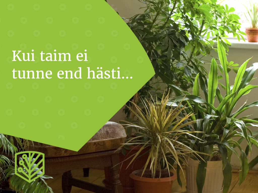 Miks toataimed koledaks muutuvad? Uurige, mis võib põhjustada toataimede ilu kaotamist ja kuidas neid ta