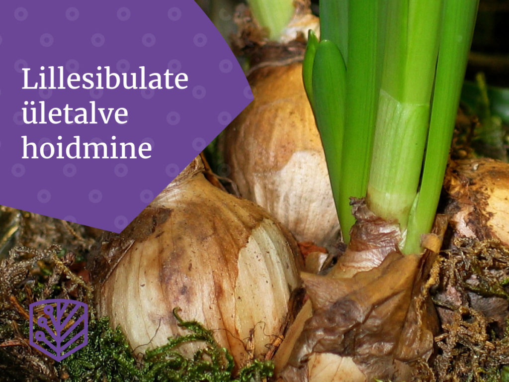 Mida teha lillesibulatega talvel? Saage teada, kuidas säilitada ja hoida oma lillesibulaid kuni kevadeni.