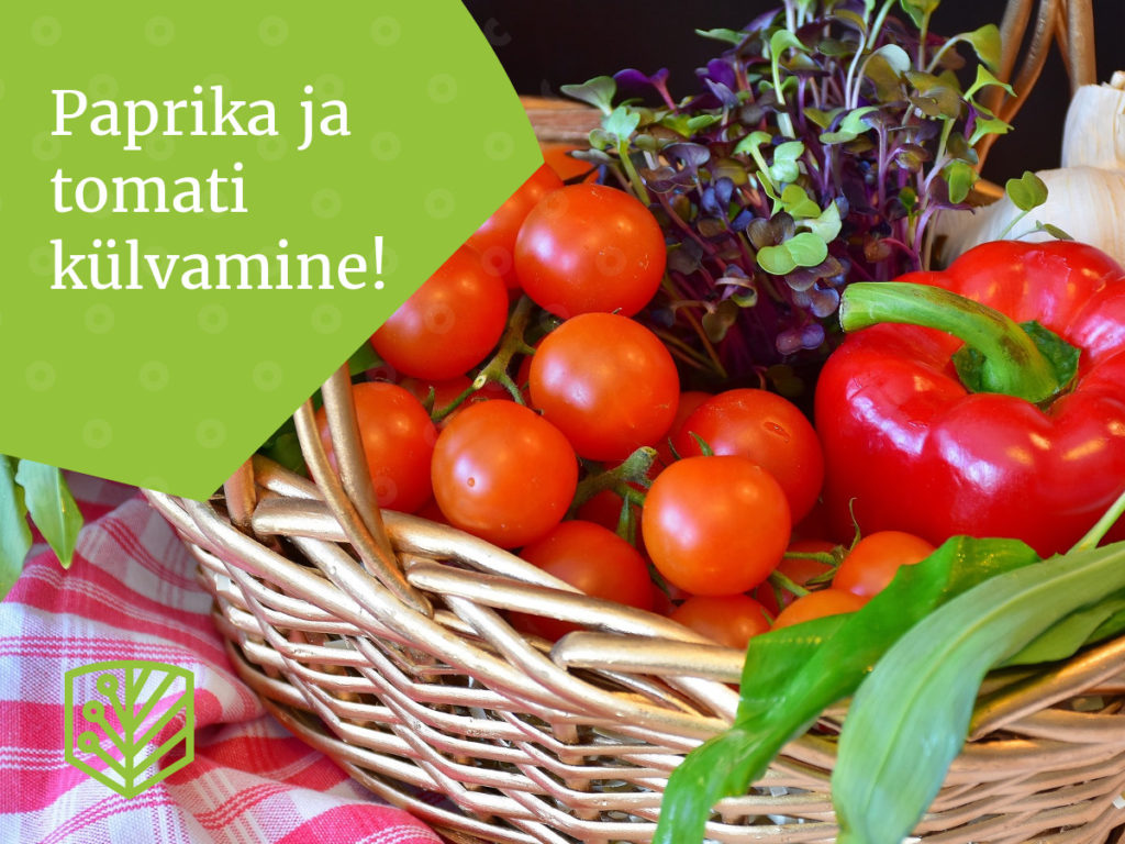 Paprika ja tomatiseeme ootab peagi mulda pistmist! Tutvuge köögiviljade kasvatamise nõuannetega ja alustage oma aia hooaega.
