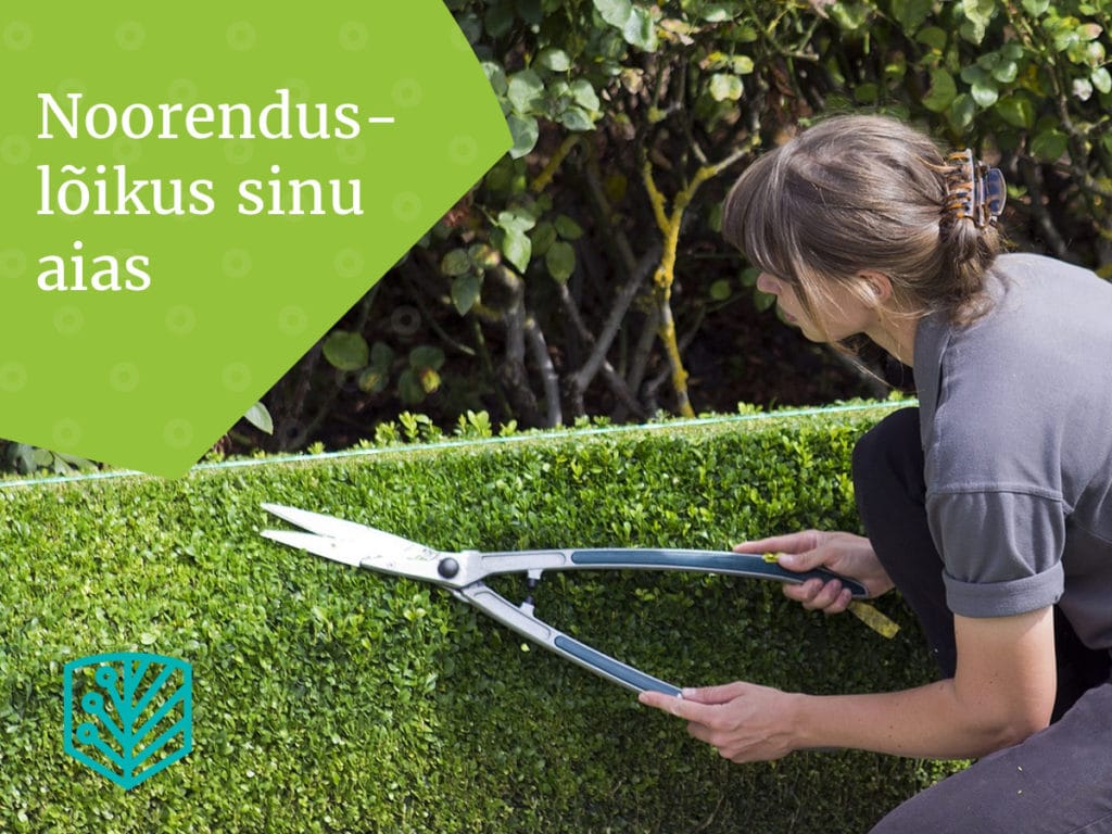 Noorenduslõikus – tõhus abivahend vana põõsa ja puu noorendamiseks. Saage juhiseid, kuidas taaselustada vanu taimi oma aias.