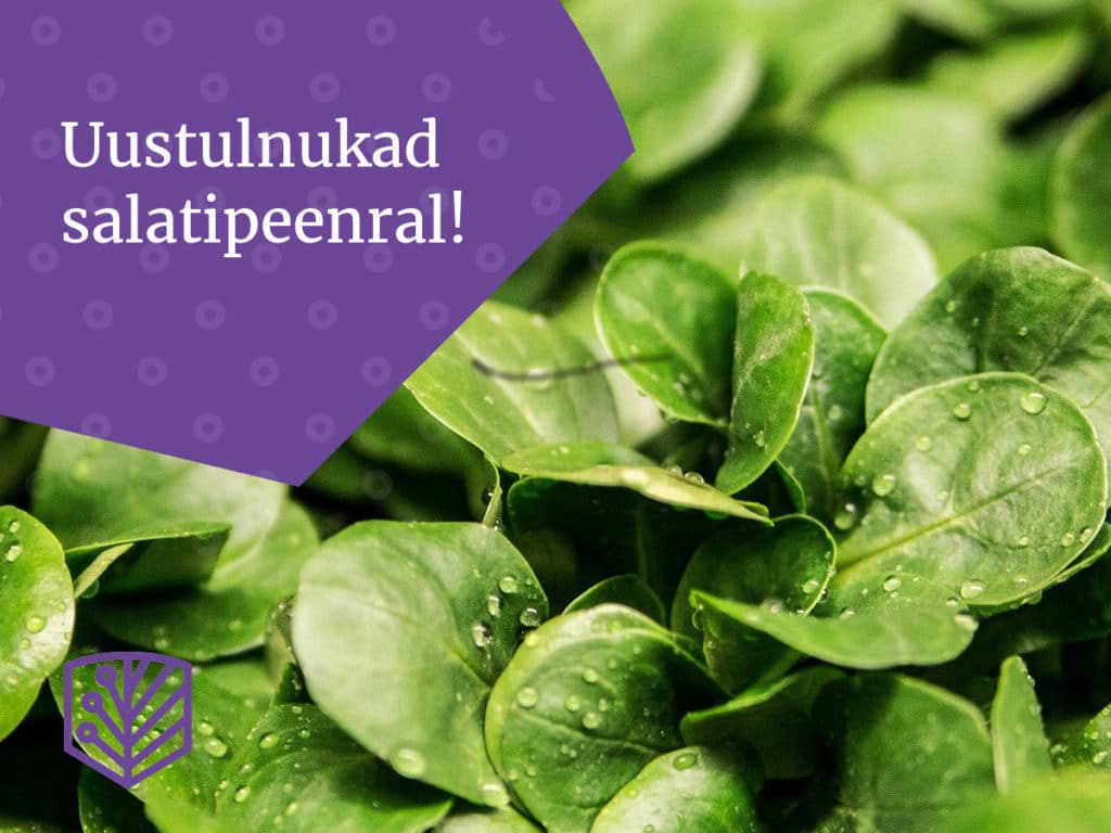 Uustulnukad salatipeenral! Tutvuge uute ja põnevate salatisortidega ning lisage värvi oma aia köögiviljapeenrale.
