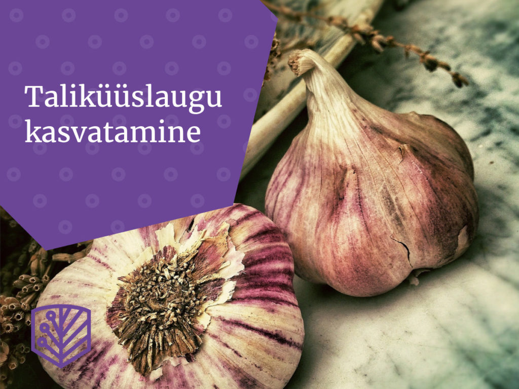 Rikkalikku taliküüslaugu saagi kasvatamisest – õppige, kuidas kasvatada maitsvat küüslauku oma aias.