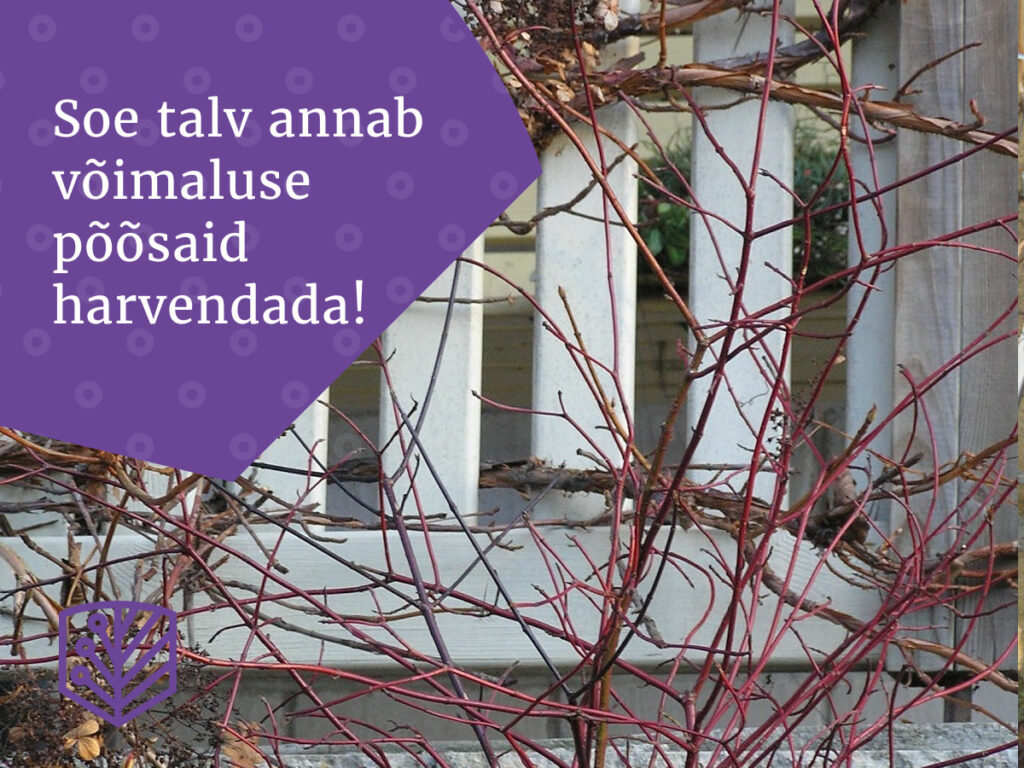 Erakordselt soe talv annab võimaluse põõsaid harvendada – uurige, kuidas talve soojemad kuud võivad mõjutada teie aia hooldust.