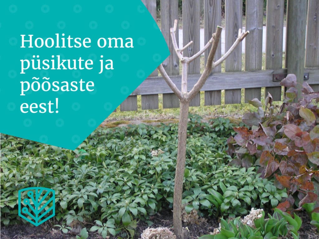 Püsikud ja põõsad igatsevad aedniku hoolt – saage nõuandeid, kuidas hoida oma aia püsikud ja põõsad tervetena.