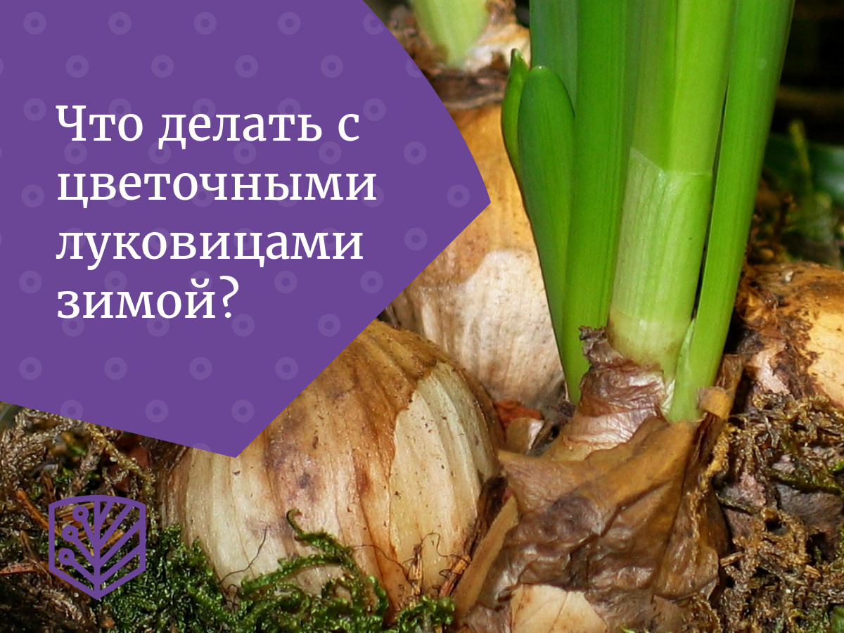 Cоветы по уходу за вашим продуктом с луковицами в горшках - Decorum