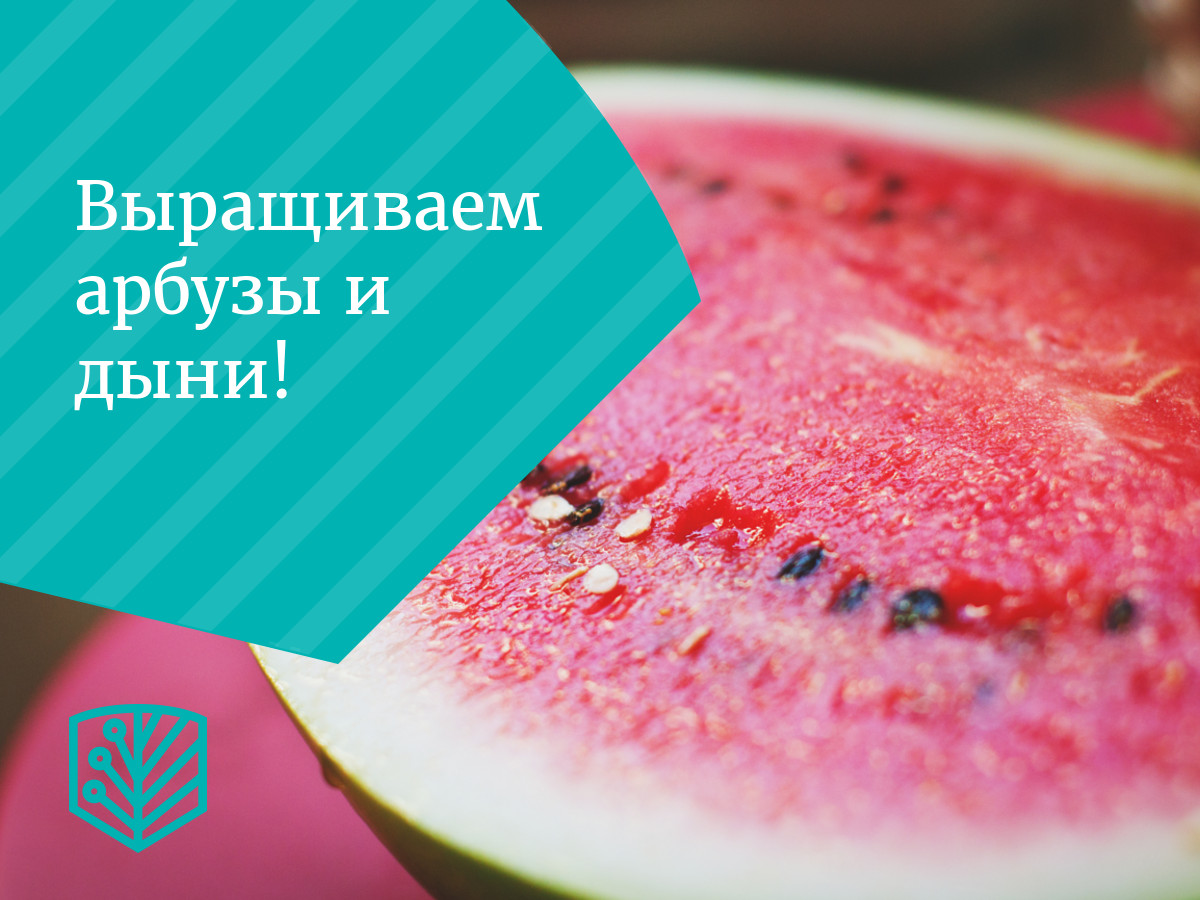 Как вырастить тыкву в открытом грунте на даче - полезные советы. Особенности ухода за тыквой