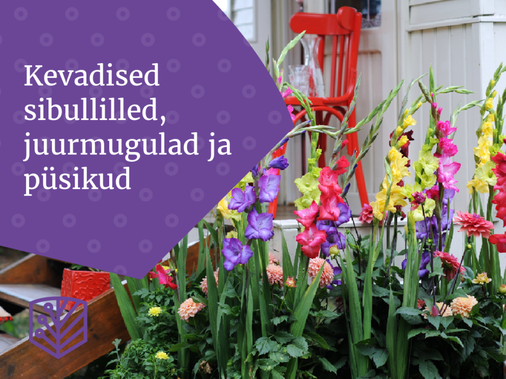 Kevadised sibullilled, juurmugulad ja püsikud väikepakis - saage teada, kuidas luua kevadist õitsevat aeda.
