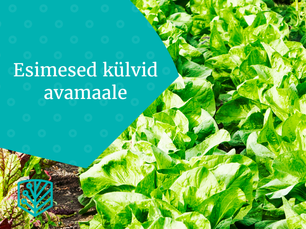 Esimesed külvid avamaale