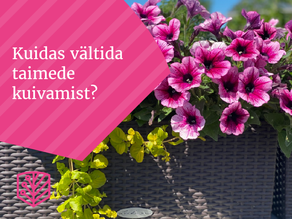 Kuidas vältida taimede kuivamist?