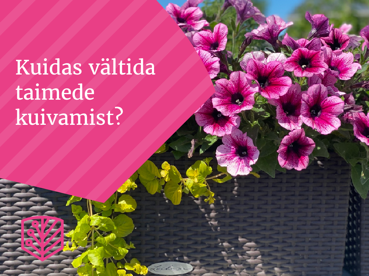 Kuidas vältida taimede kuivamist?