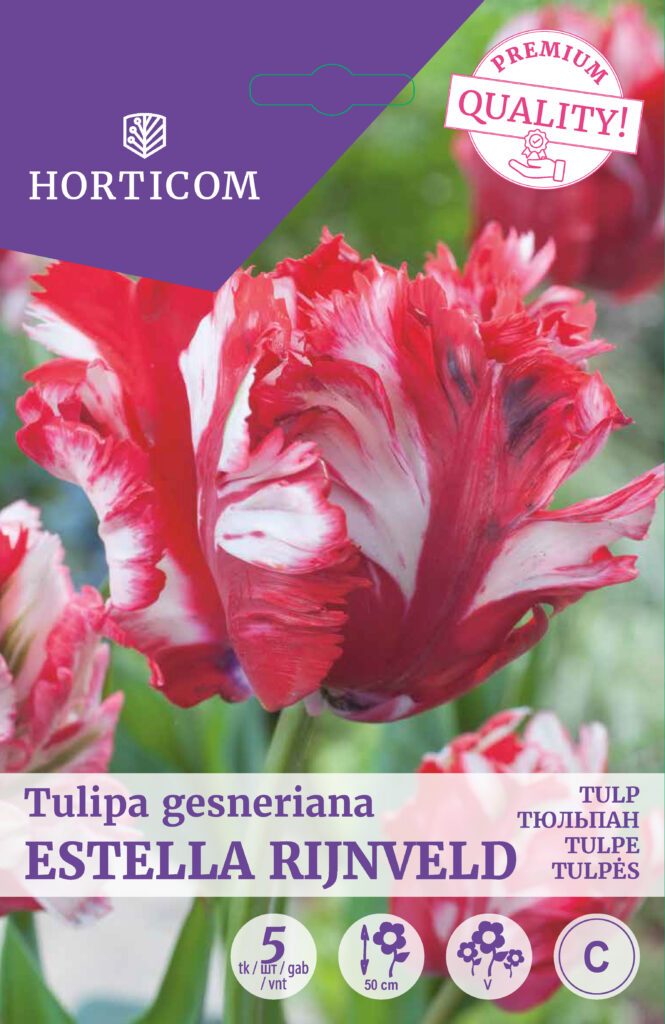 Tulp Estella Rijnveld 5tk C