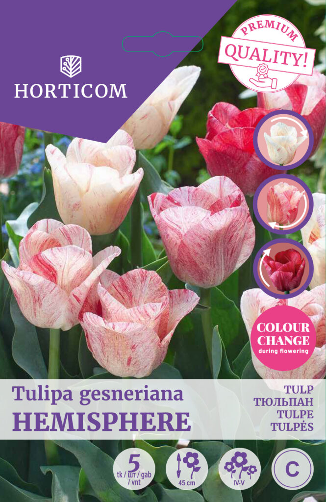 Tulp Hemisphere 5tk C