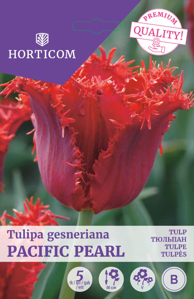 Tulp Pacific Pearl 5tk B