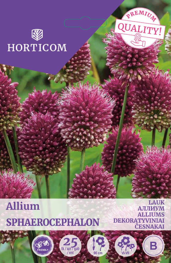 Lauk Allium Sphaerocephalon 25tk B