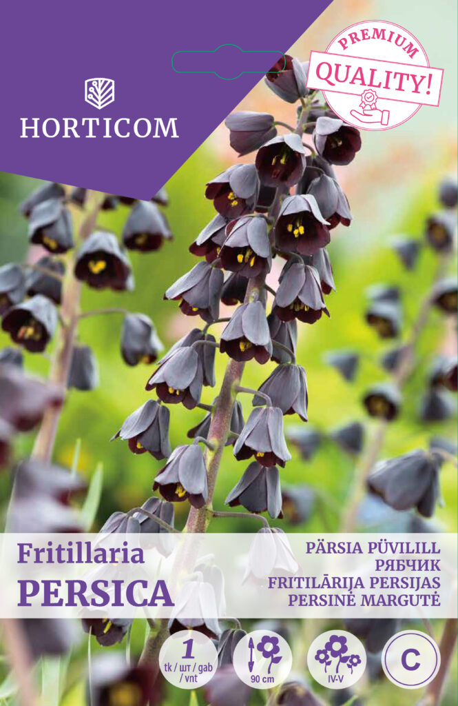 Püvilill Fritillaria Persica 1tk C