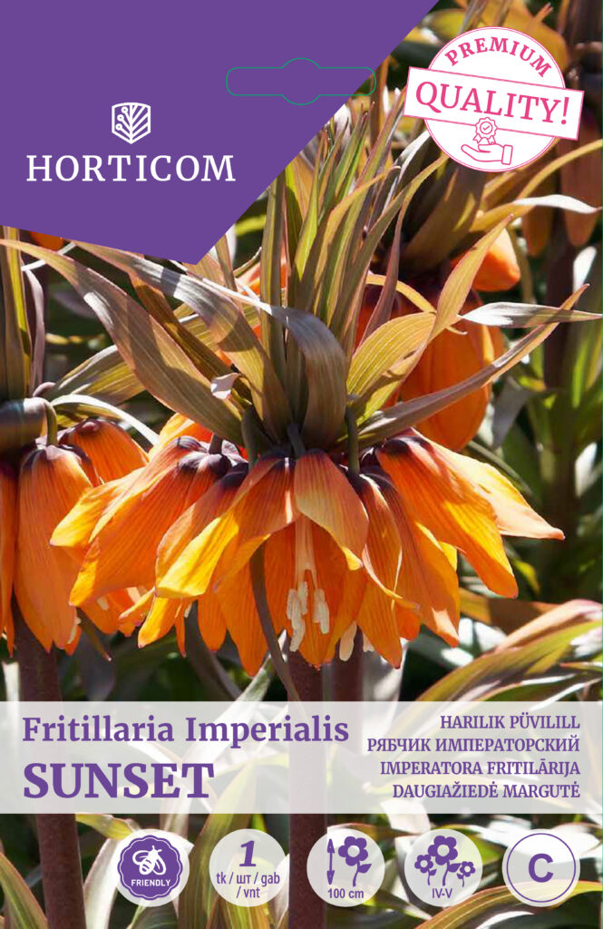 Püvilill Fritillaria imp. Sunset 1tk C