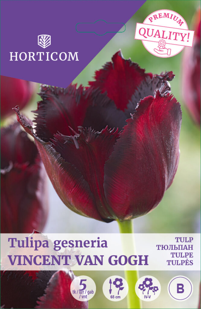 Tulp Vincent Van Gogh 5tk B