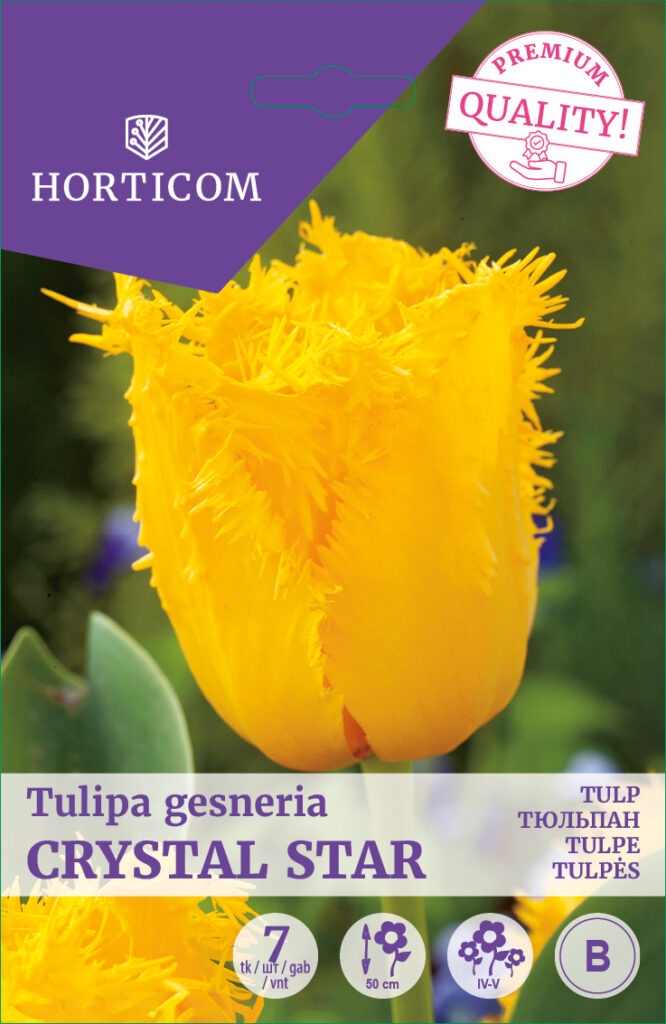 Tulp Crystal Star 7tk B