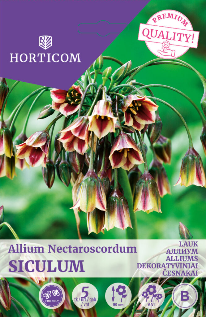 Lauk Allium Nectaroscordum Siculum 5tk B