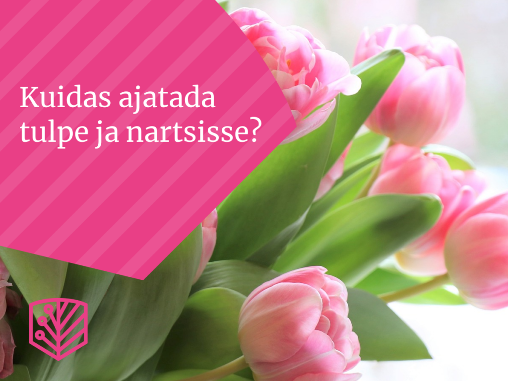 Kuidas ajatada tulpe ja nartsisse