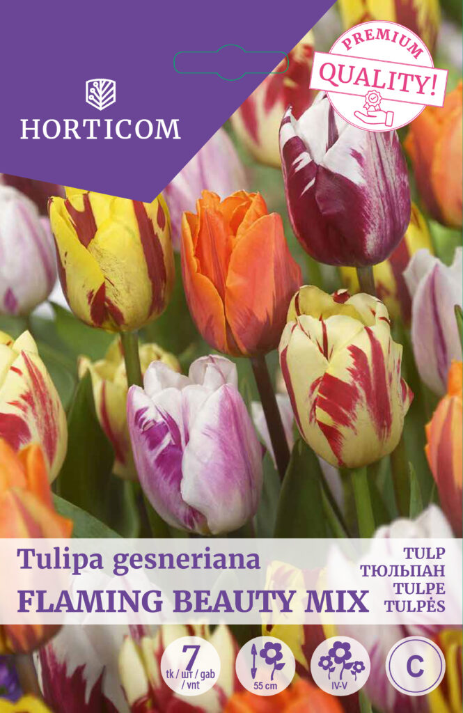 Tulp Flaming Beauty Mix 7tk C